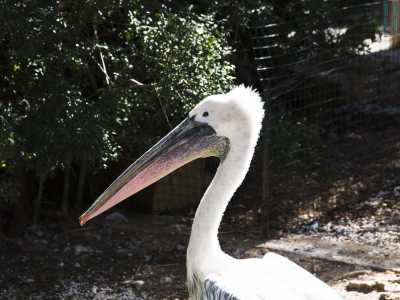 Per un esemplare di pellicano bianco proveniente dal Sud America